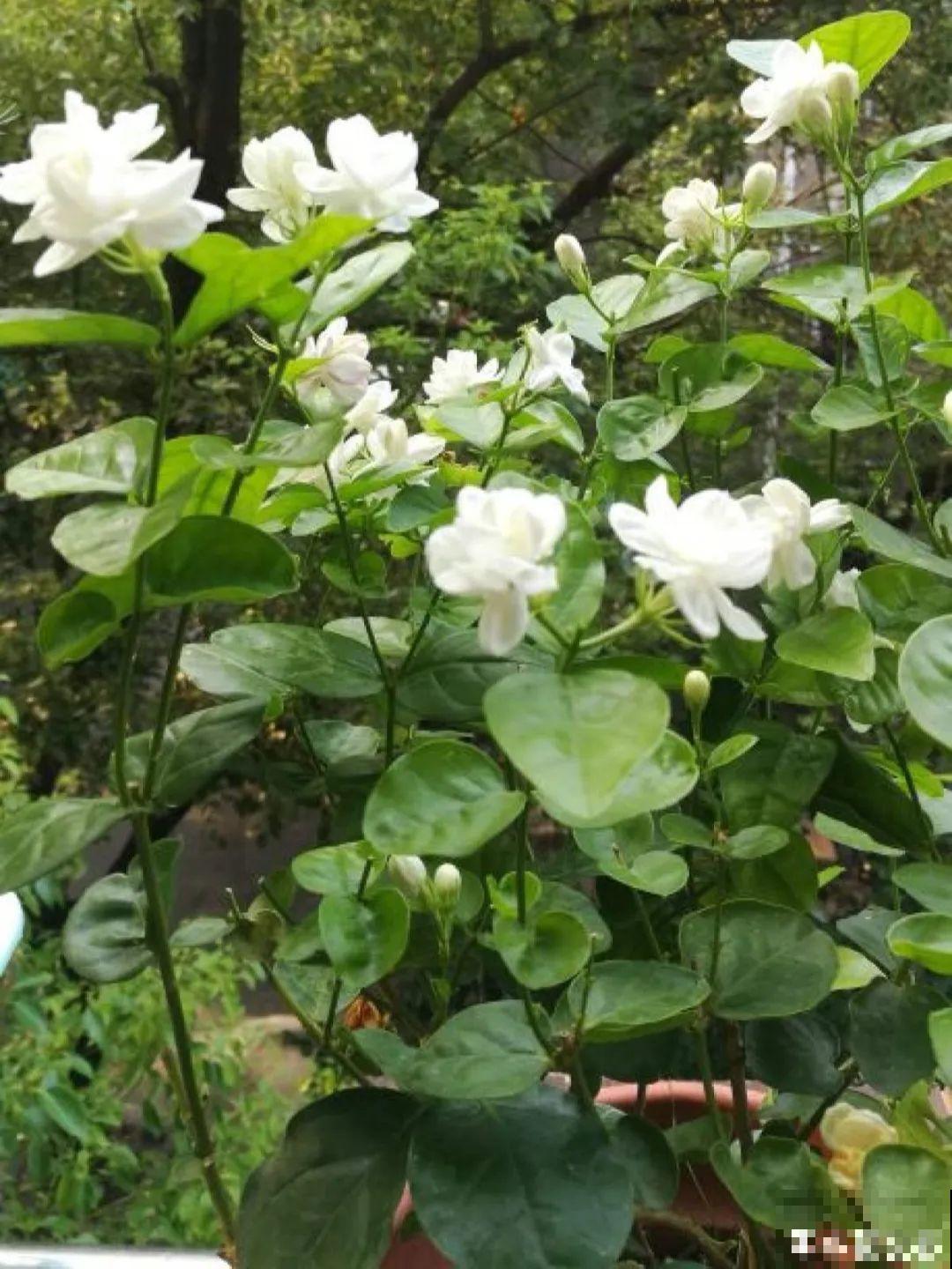 春天养月季，土里埋点小豆豆，呼呼冒出大花苞