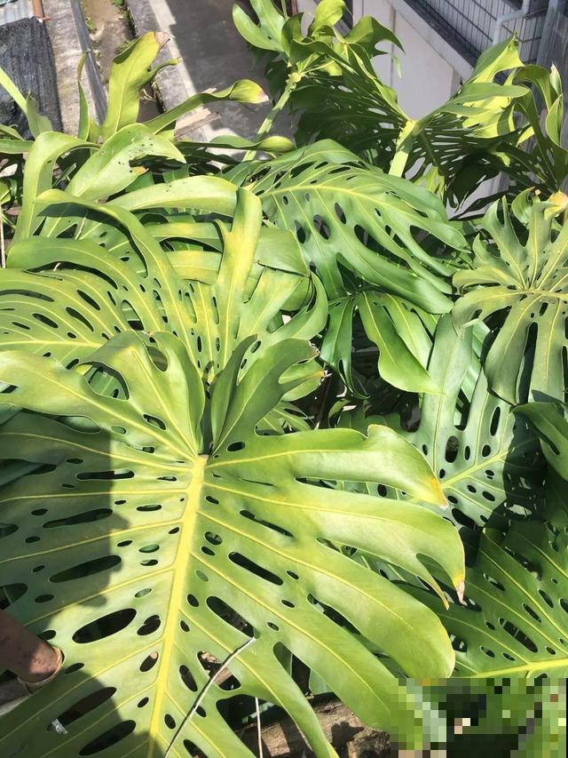 6种花能养成巨无霸，摆在家门口，路过的都称奇！