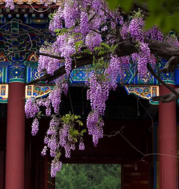 3种超强藤蔓花，爬得满墙都是，开花太壮观了！