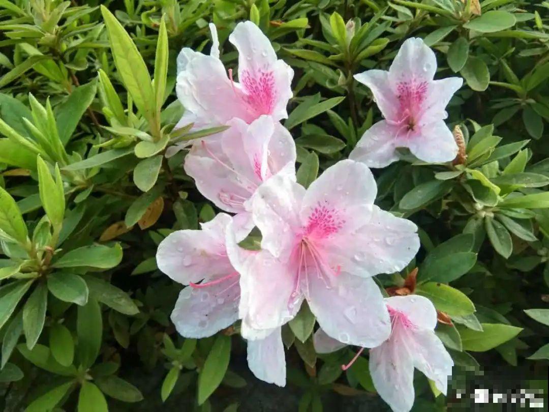 公认难养的6种花，新手慎买，养不活还浪费钱