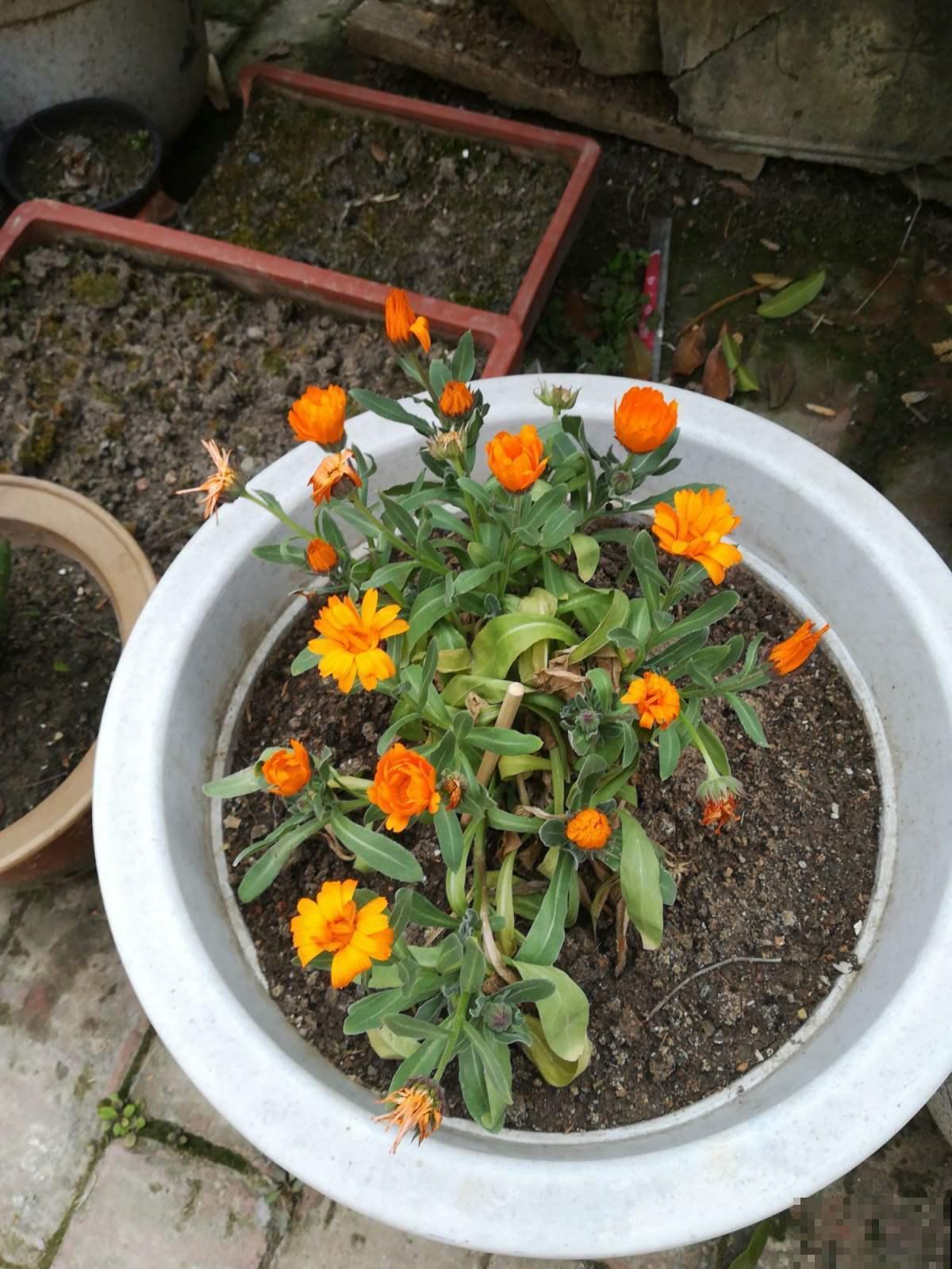 化妆美容常见的金盏花，原来也能在家种，摘点洗脸效果好！