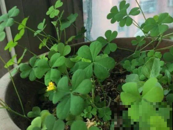 这个品种的酢浆草，发现了就得拔光，要不花都死翘翘
