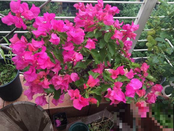 三角梅这些品种最勤花，一年四季开不停，花多得不见叶！