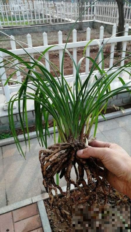 爱吃土的花别忘翻盆，土里看到一堆“大白虫”，吓人一跳！