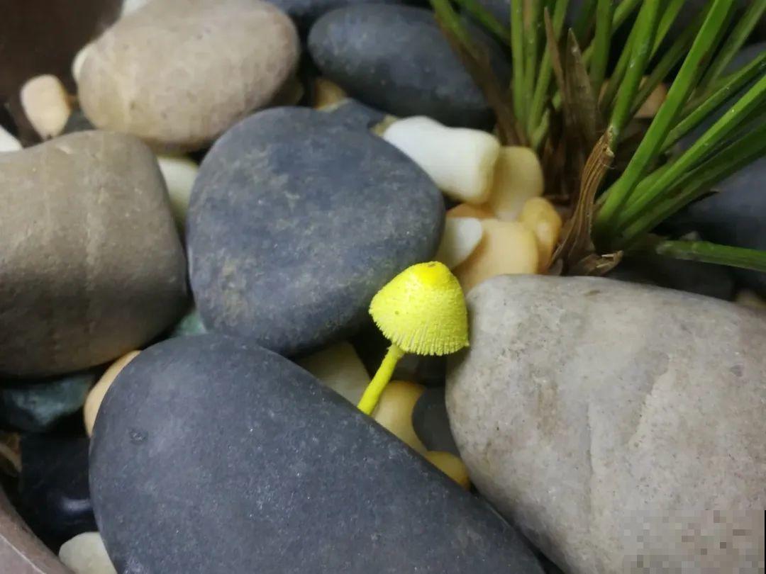20种有毒花，看见绕道走，千万别去碰！