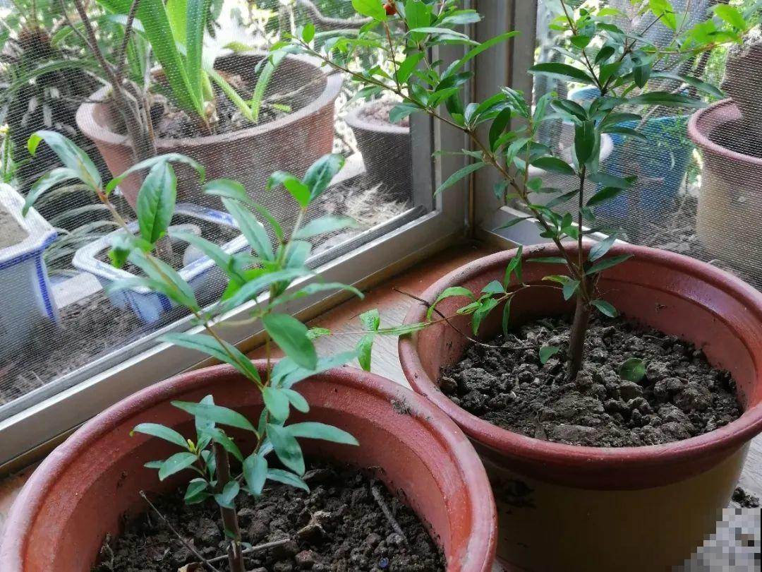 20种常见花，扦插方法大全，不用再花钱买了！