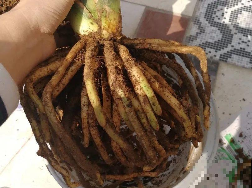 注意，绣球出现这种情况不能换盆，小心换完就死！