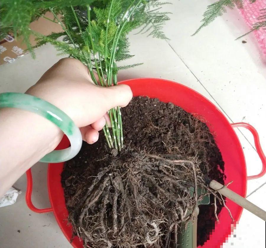 在家自制壮根水，7天浇一次，养出白胖萝卜根！