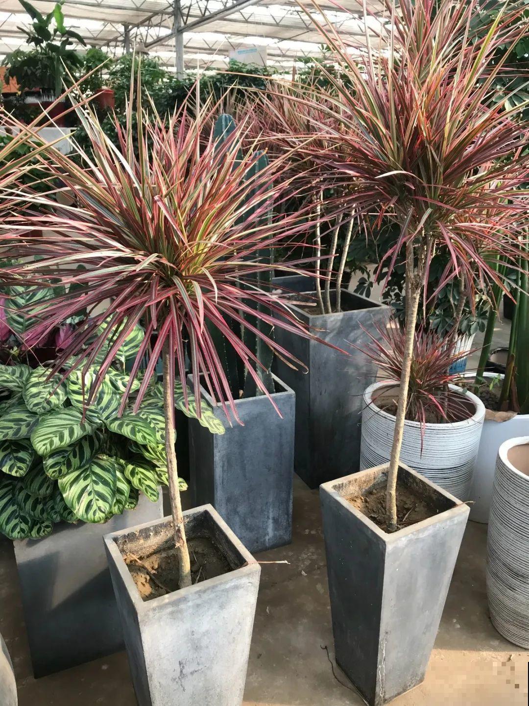 有品位的人，都爱这10种花，养一盆特有面子！