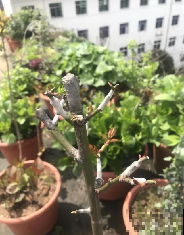 没有院子的人，在房顶养花，日子美如画！