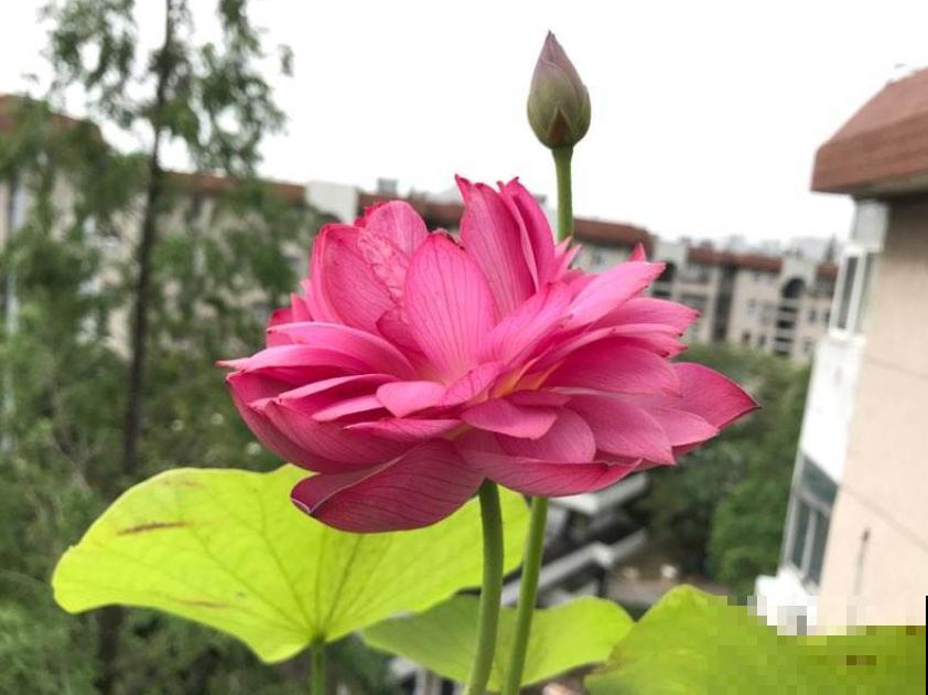 2种花浇不死，越浇水越疯长，一缺水就蔫！