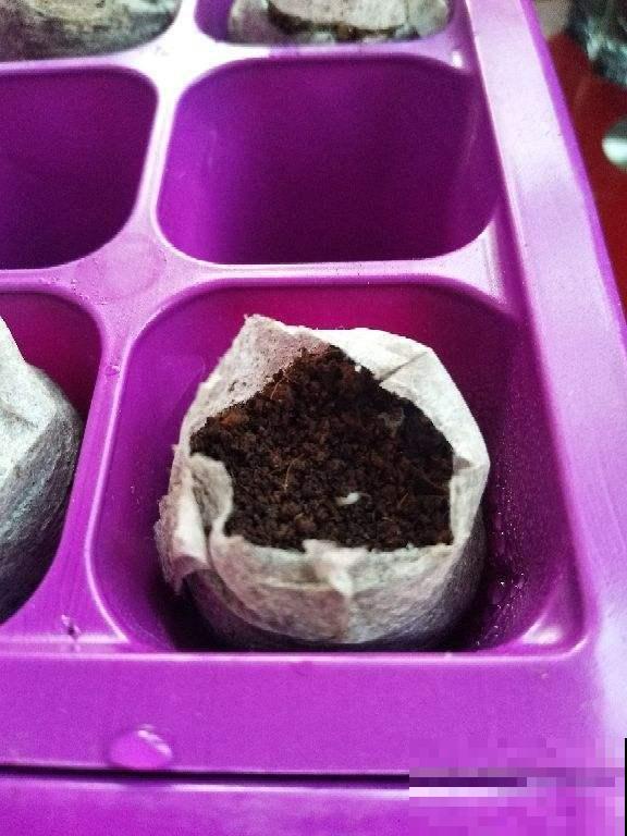 为啥自己播的种子，最后一棵都没成？就因为缺了春化！