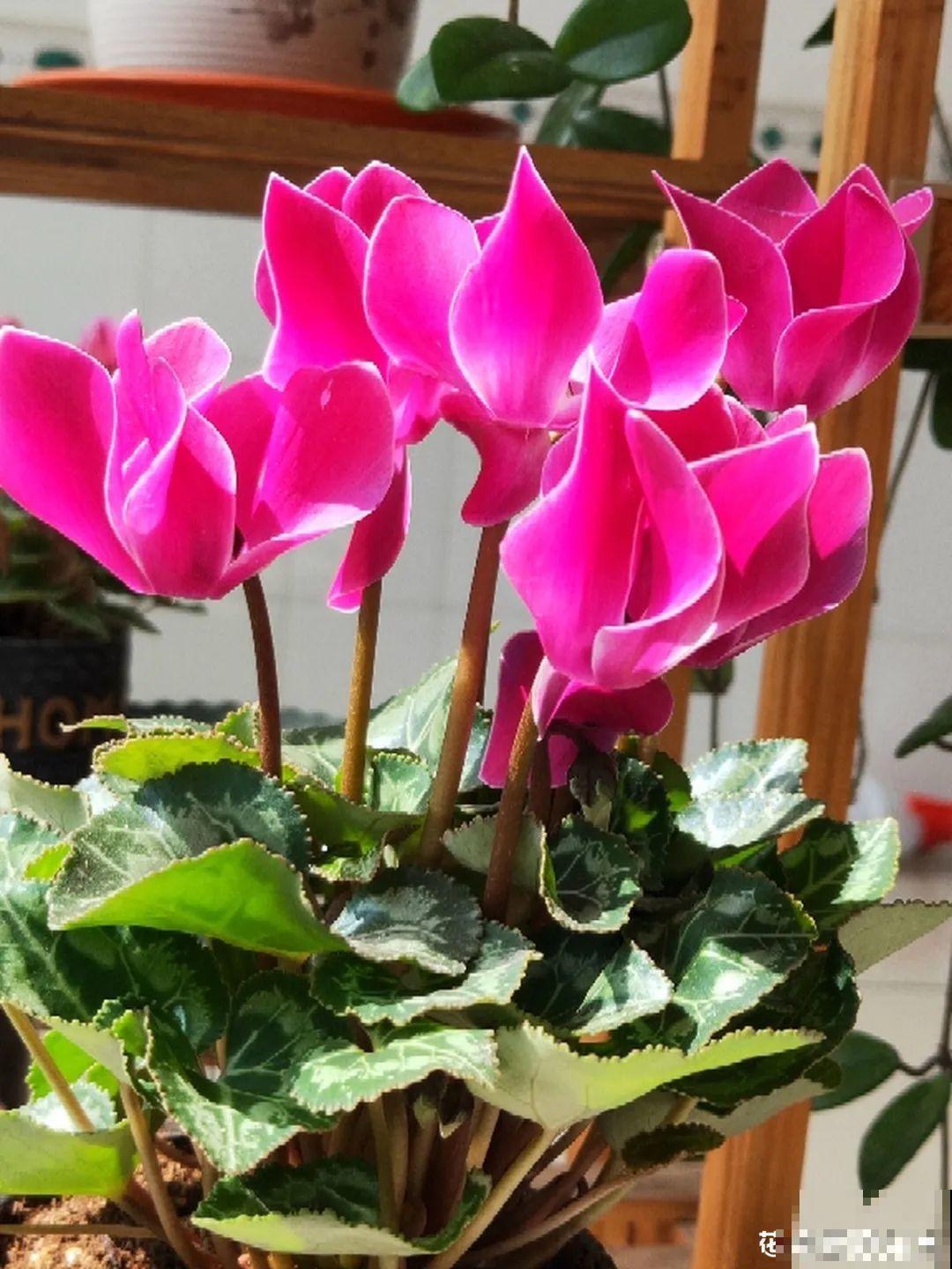 不懂花的人，开完就把花扔了，太可惜，剪一剪还能开！