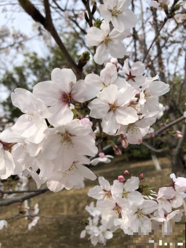 阳春三月，出门踏青，原来有这么多漂亮花！