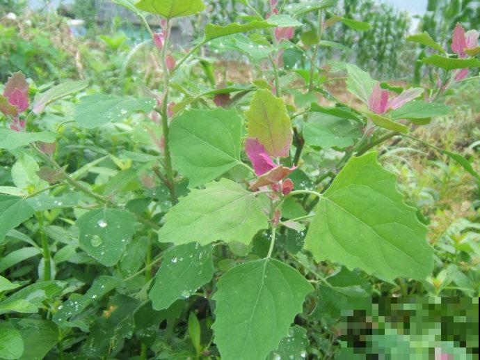 见过两米高的野菜吗？很多人看了不认识，其实掐点嫩芽超鲜香！