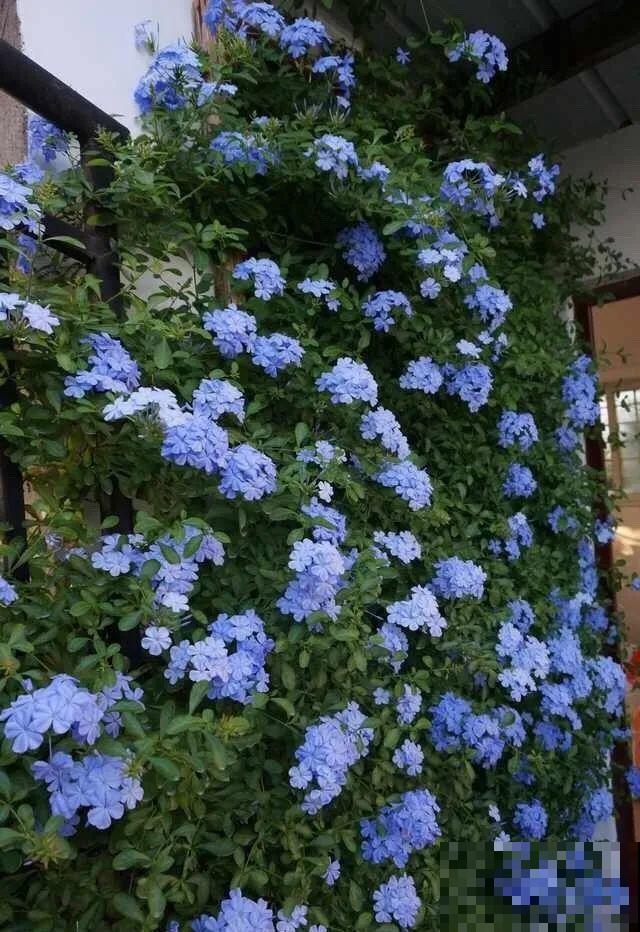 7种花要慎养，房前屋后都爬满，邻居有意见！