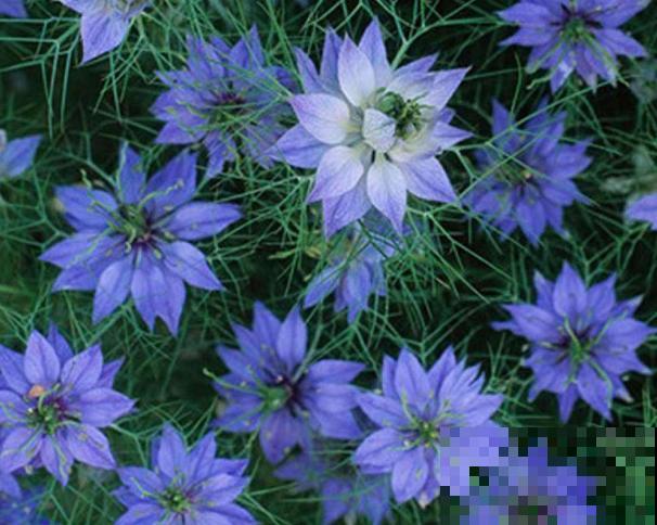它是铁线莲的姐妹花，夏天能长1米高，花瓣几乎是透明的！