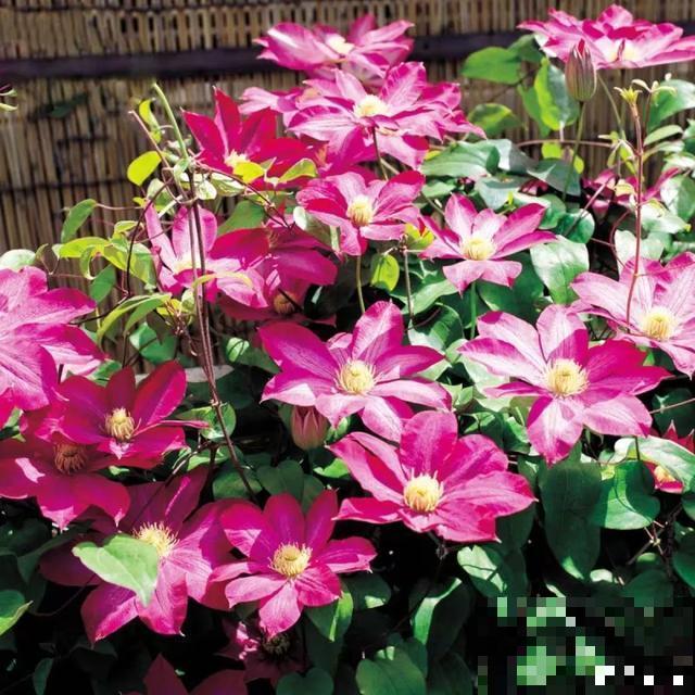 如果你有个院子，那一定要养这5种花，开花又多又香！