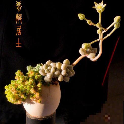 蛋壳最适合养2种花，直接碾碎就能用，大白根又粗又壮！