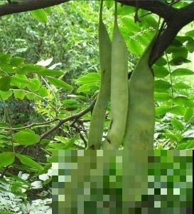 你用过皂角洗衣服吗，自己在家也能种，天然安全不伤皮肤