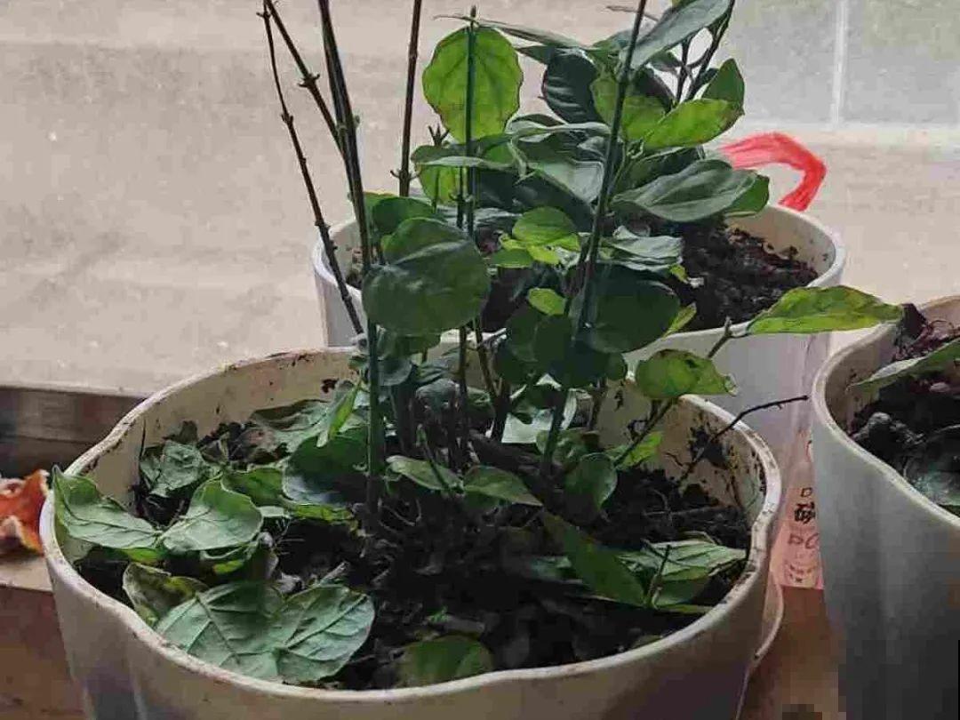 10种花，最怕换盆，换完活不过3天！