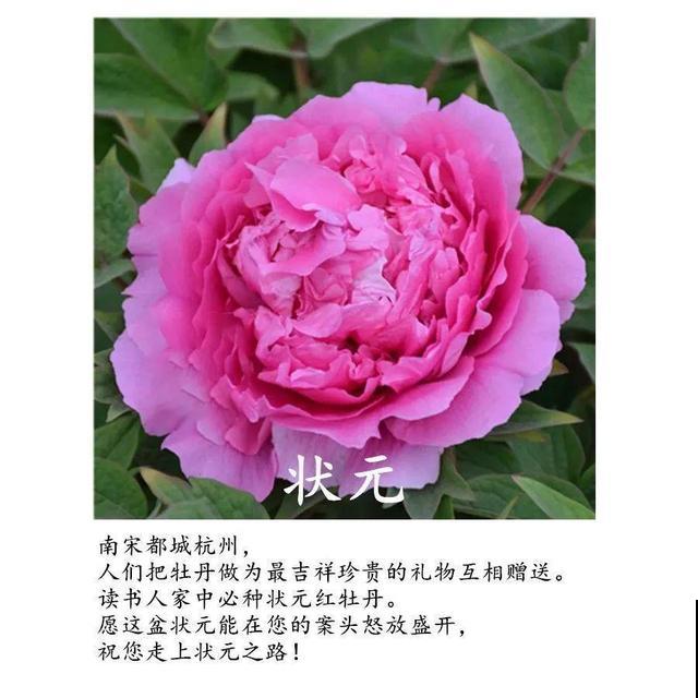 春天最大气的花，开出第一朵，就惊艳全场！