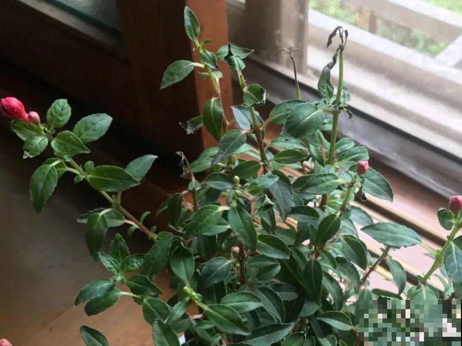 10种花，春天不能晒，躲屋里最安全！