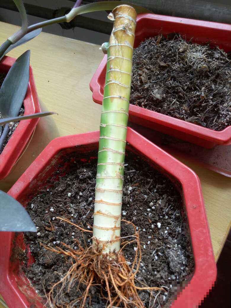 水培富贵竹太麻烦，拎出来栽土里，半月呼呼窜满盆！