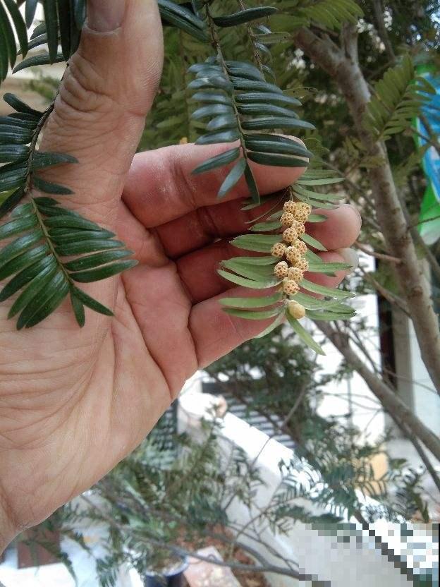 红豆杉为啥从不结红豆？原来是公的，配一对才能挂满红果子！