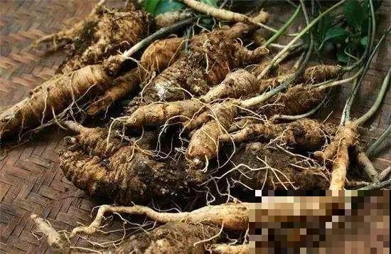 路边挖出一棵野人参，叶子独特只有四片，比买的人参还宝贵！