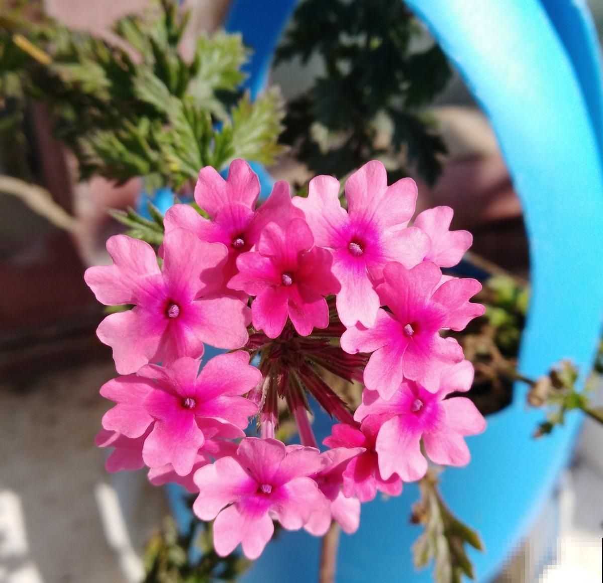 美女樱好看好养，花期大半年，越养越漂亮