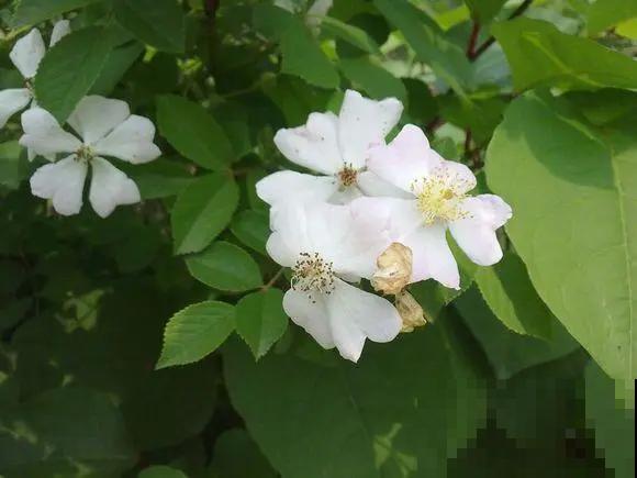 春天买花要注意，6种花千万别买，都是骗人的！
