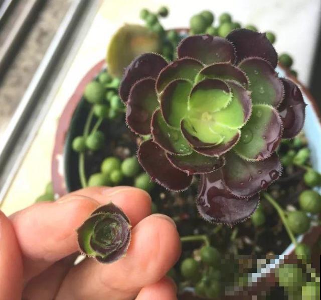 多肉懒得不长个？狠心掐掉这里，呼呼冒出一堆新芽！