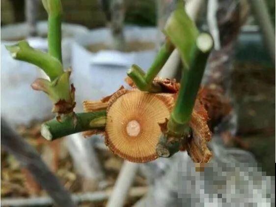 月季大花树，自己也能造，成品老桩上千块！