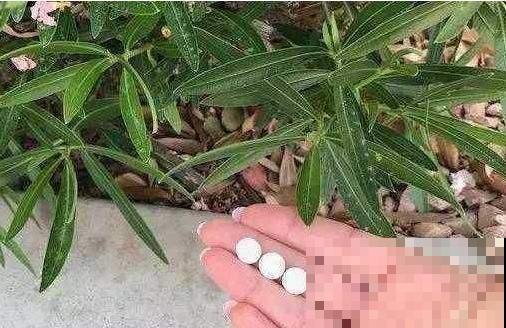 家里养的花最爱吃小药片，碾碎兑水灌盆里，叶子猛长花猛开！