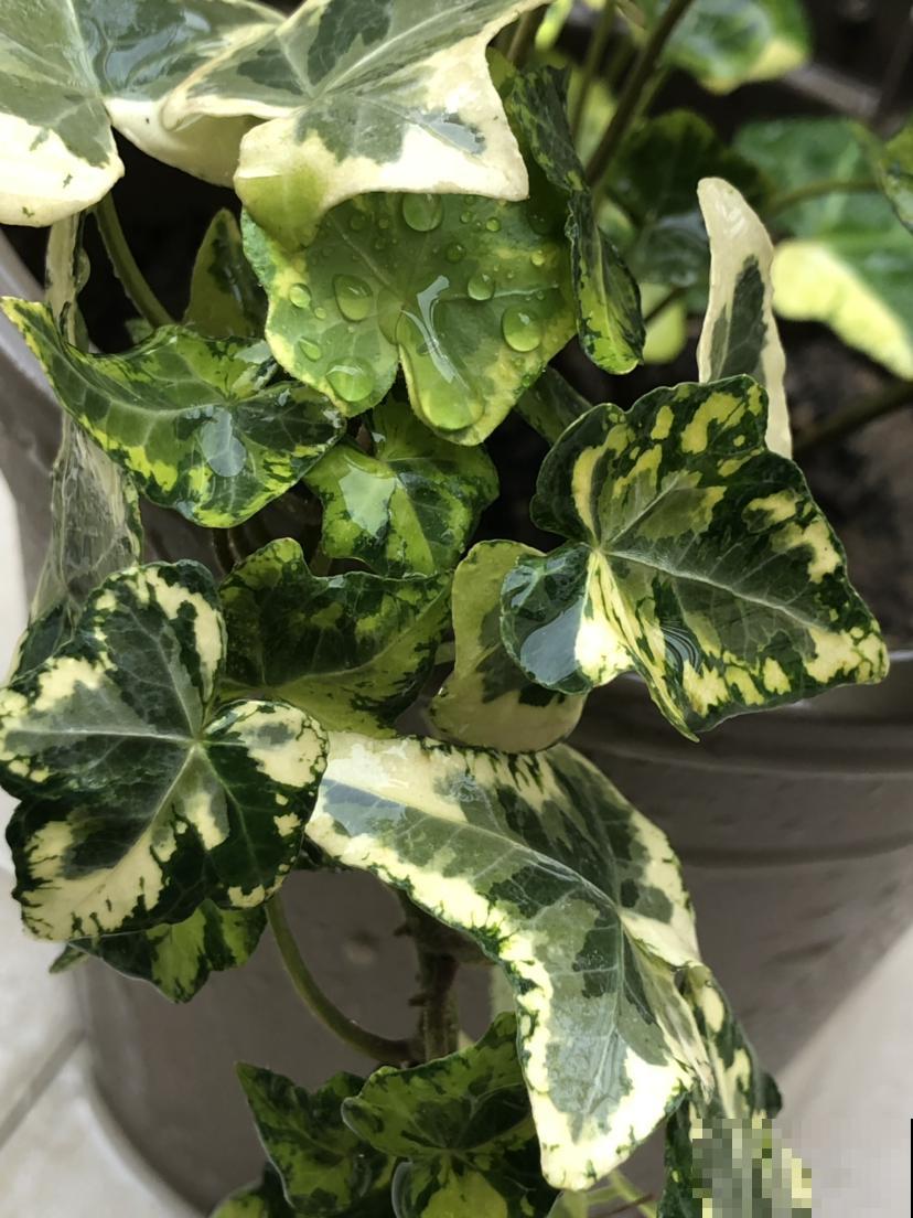有些植物最爱卫生间，湿气大且无强光，长势飞快！