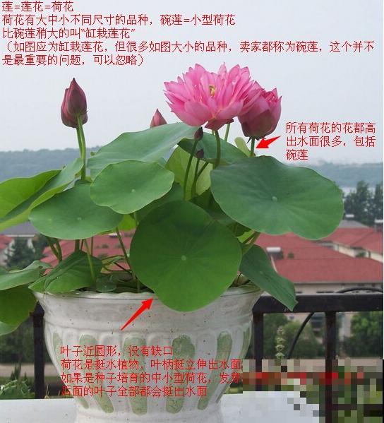 5种花不用土养，只用水就能开爆盆，还有好闻的香味！