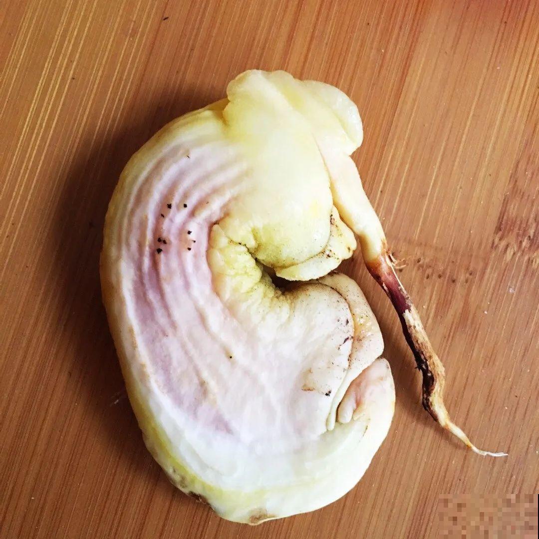 吃剩的菠萝头别扔，剪一剪种土里，结出金黄大菠萝