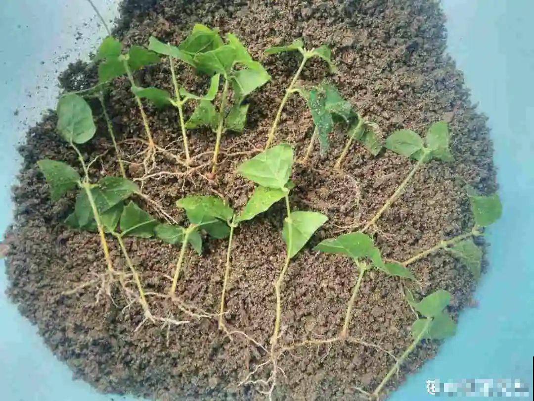 20种常见花，扦插方法大全，不用再花钱买了！