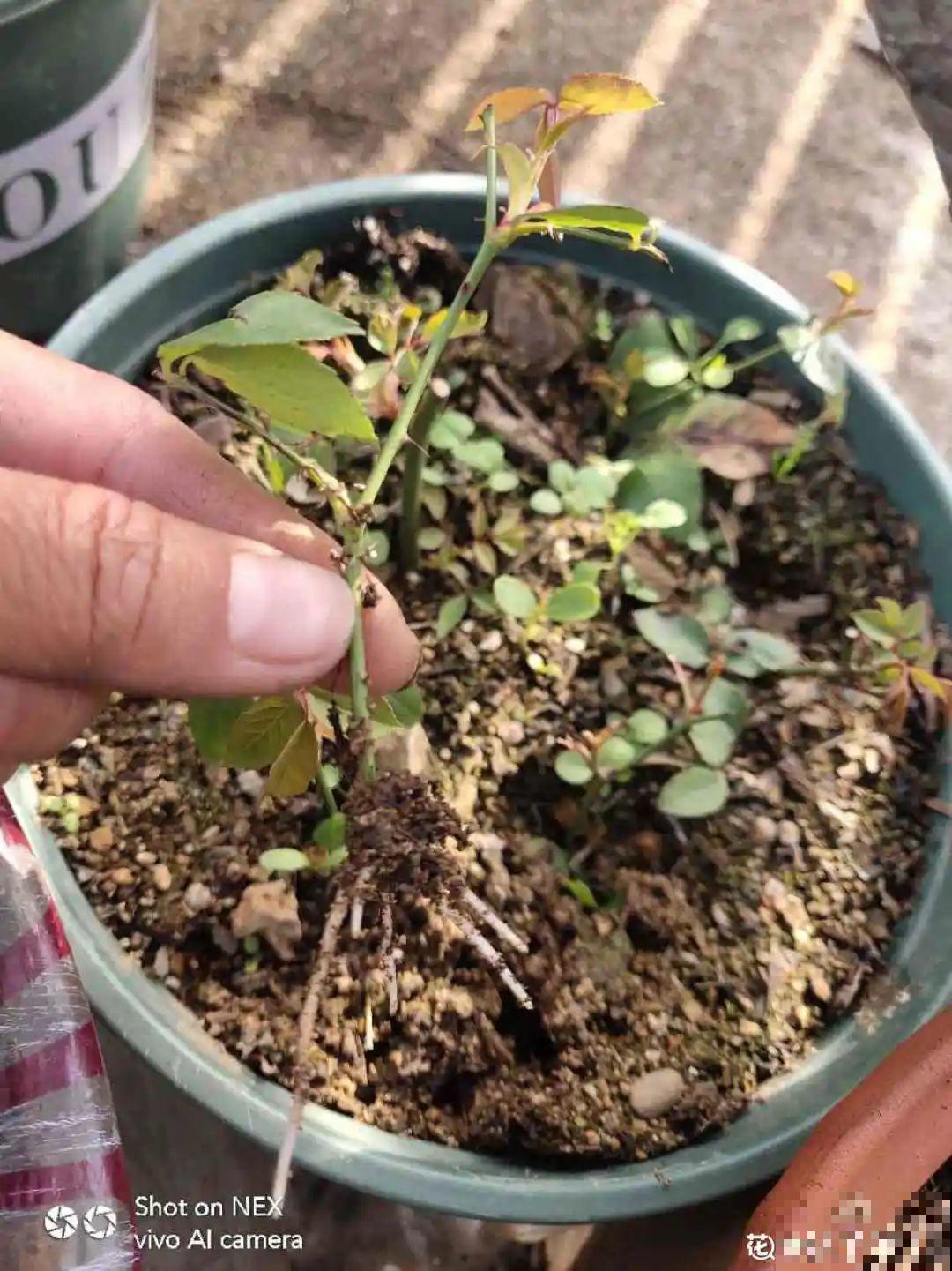 这10种花，天越热越扦插，3天冒出大白根！
