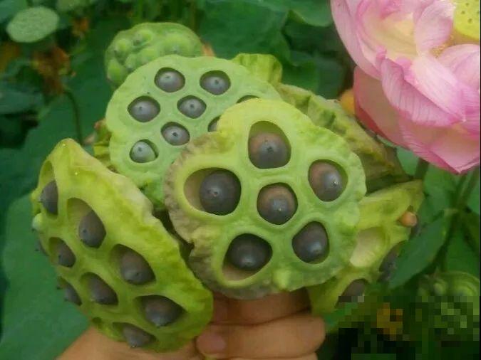 8种花不用扦插，开完花等1个月，一盆能生几十盆！