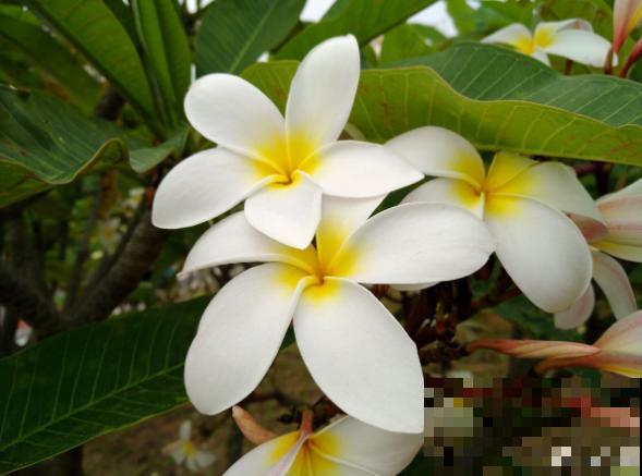 鸡蛋也会开花？没错，还是老中医非常喜欢的一种花！