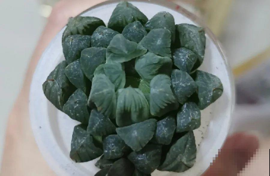 15种花超好活，掰个叉丢水里，自己发芽开出花！
