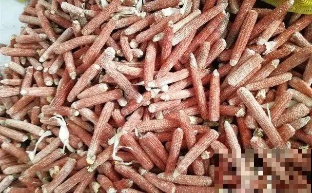 1把核桃垫盆底，不烂根、不招虫，疯长停不下来！