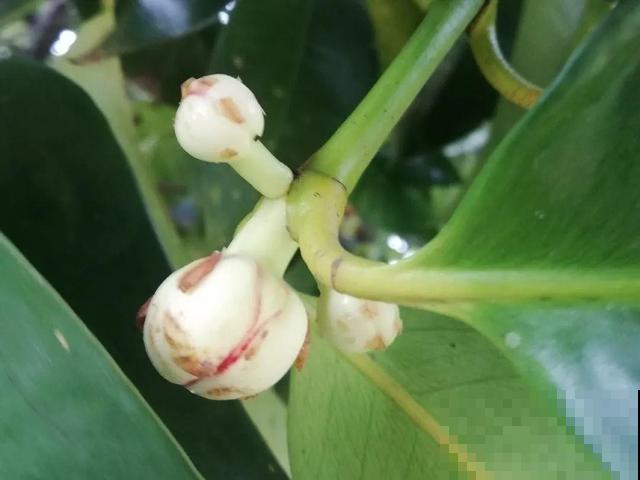 6种植物不按套路生长？你吃的水果，就是这么长出来的！