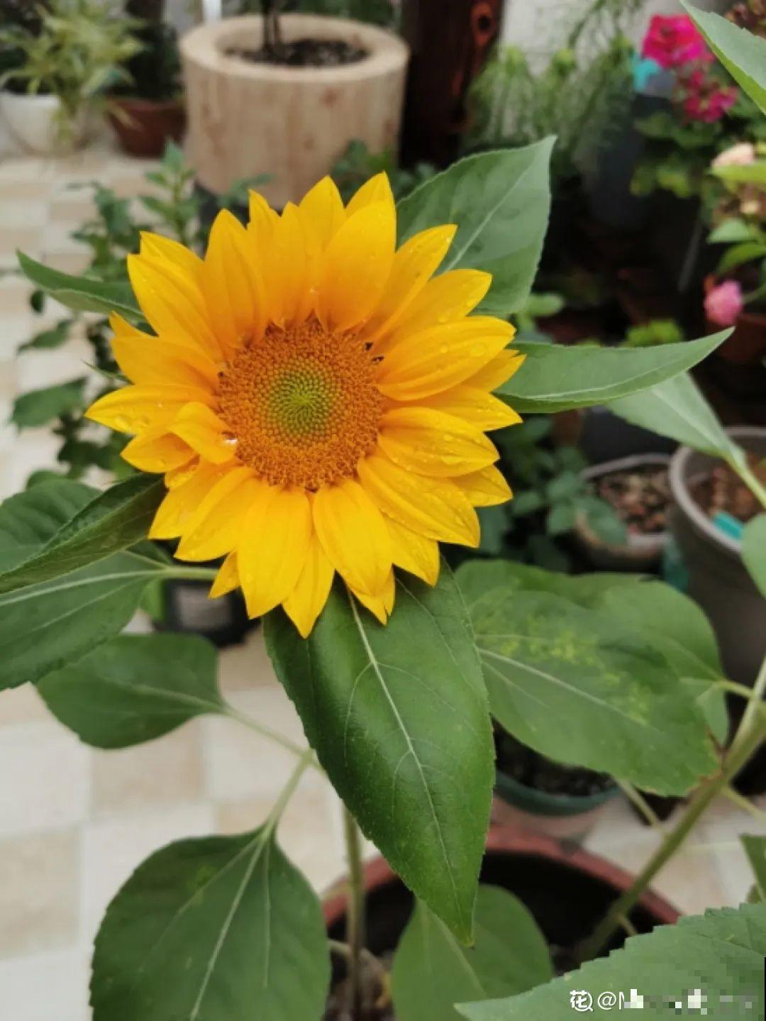 跟着太阳开的向日葵，每次开花上千朵，养家里吉祥如意！