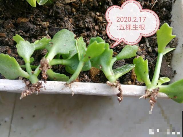 1个塑料瓶，居然有8种养花方法，省钱又好用！
