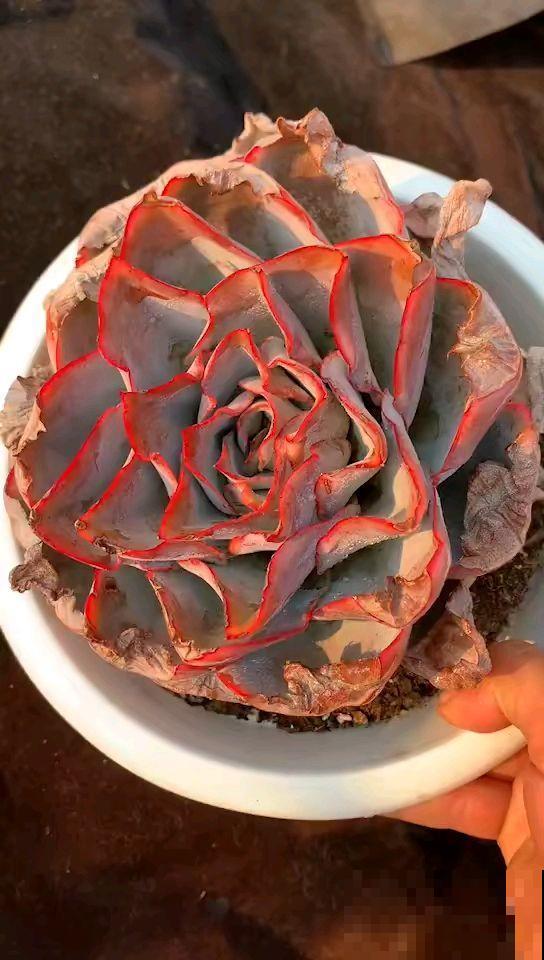 多肉变胖小技巧，3分钟学会，一个月变肉墩子！