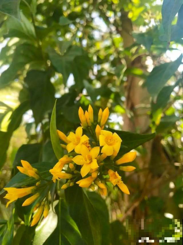9种有毒花，出门见到要离远点，家里有老人小孩的要注意