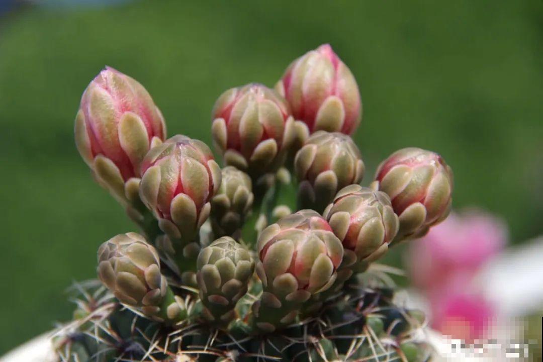 10种耐旱植物，平时少浇水，开花更准时！